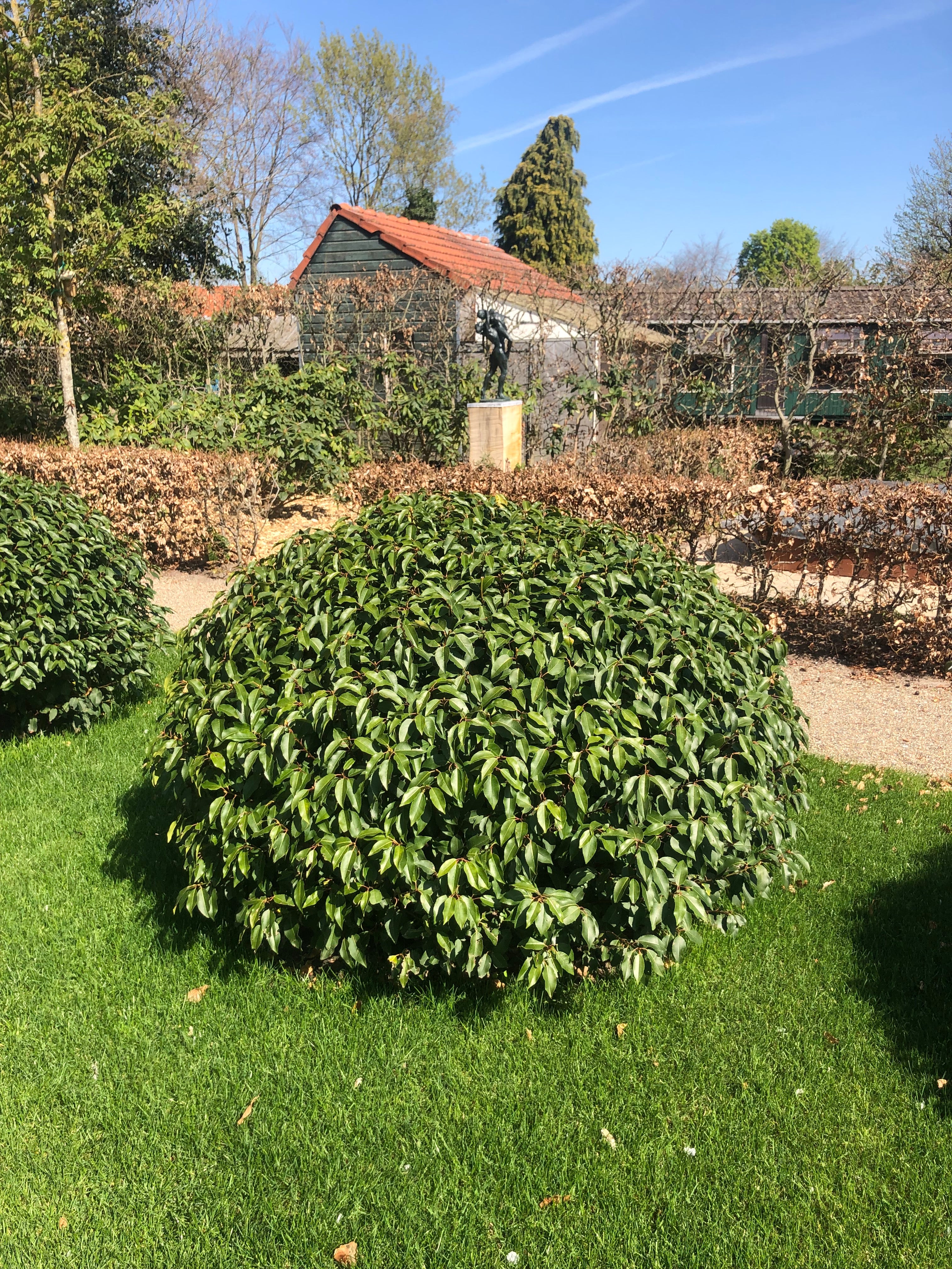 portugese laurier planten Portugese laurier bol (Prunus lusitanica 'Angustifolia')