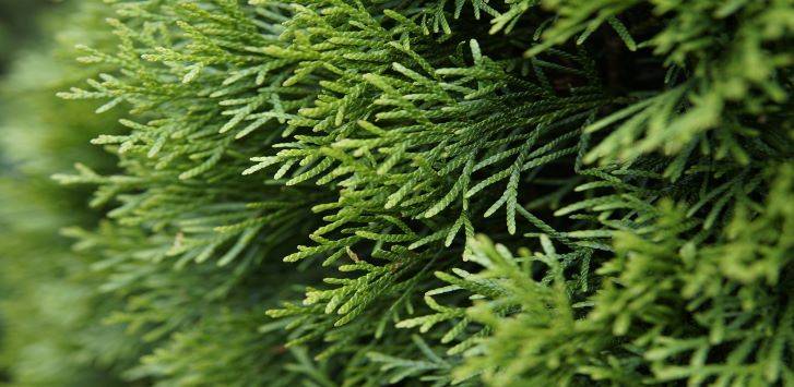Conifeer 'Smaragd' (Thuja occidentalis 'Smaragd')
