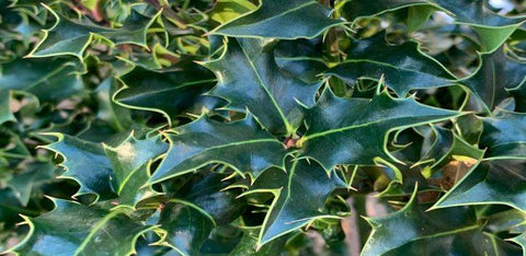 Gewone hulst (Ilex aquifolium)