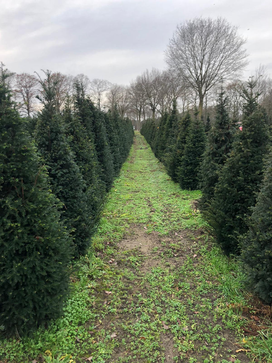 Taxus Baccata kegel – Plant Delivery