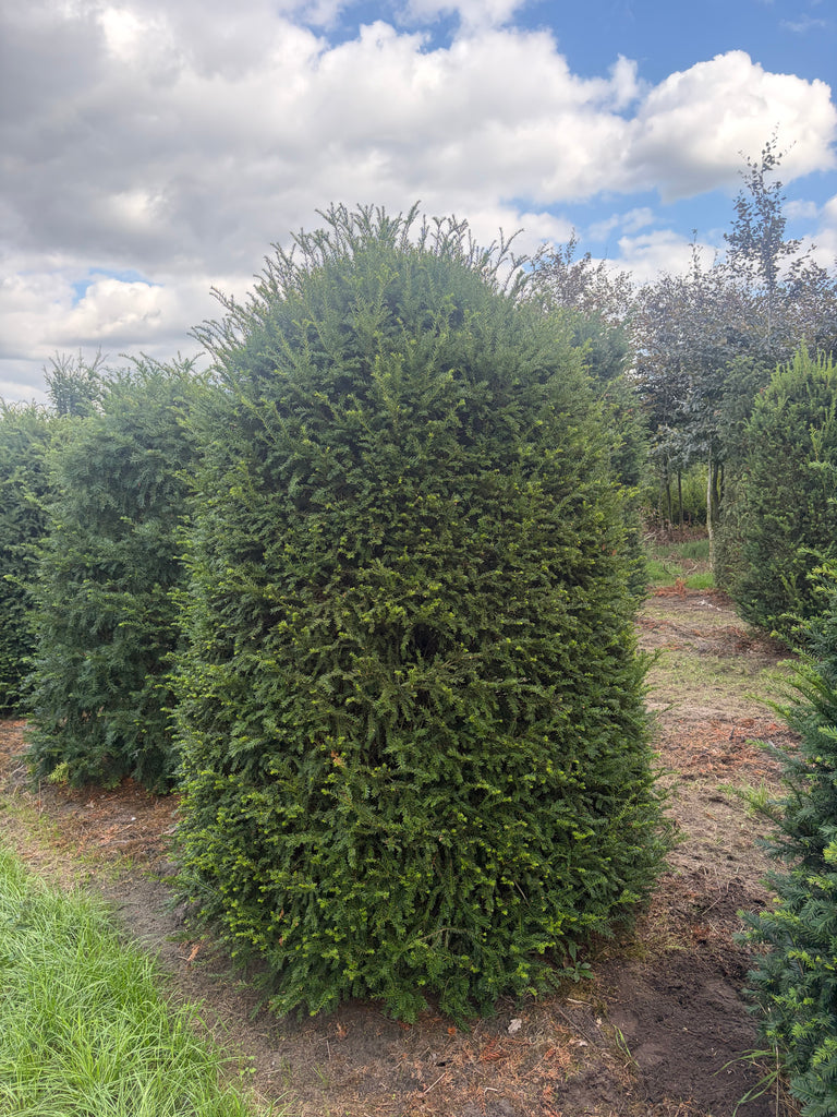 Taxus Baccata bijenkorf