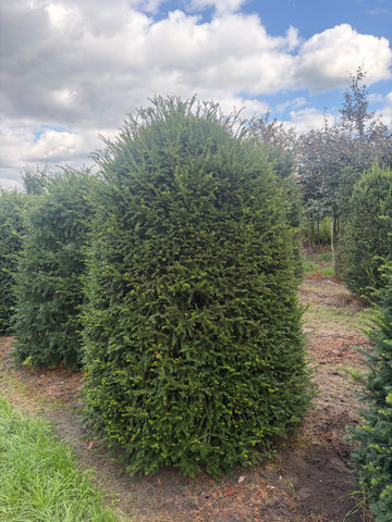 Taxus Baccata bijenkorf