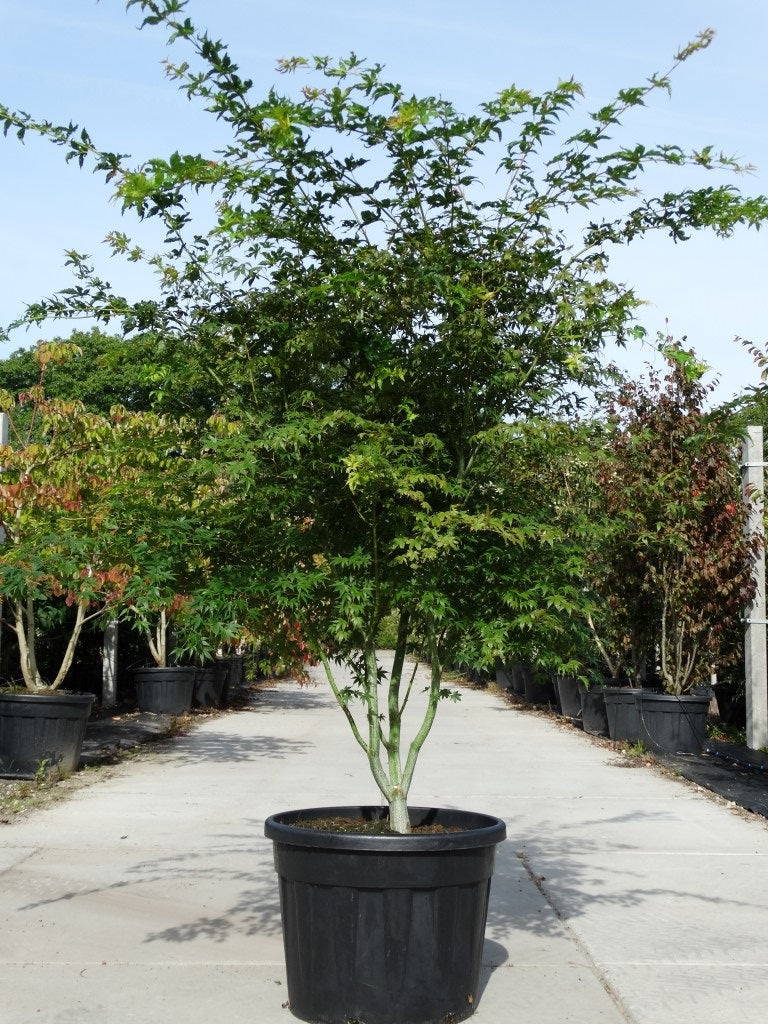 Meerstammige Acer palmatum met vaasvormige kroon