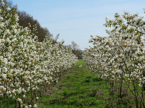Amelanchier lamarckii - Krentenboom | Meerstammig