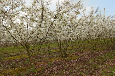 Amelanchier lamarckii - Krentenboom | Meerstammig