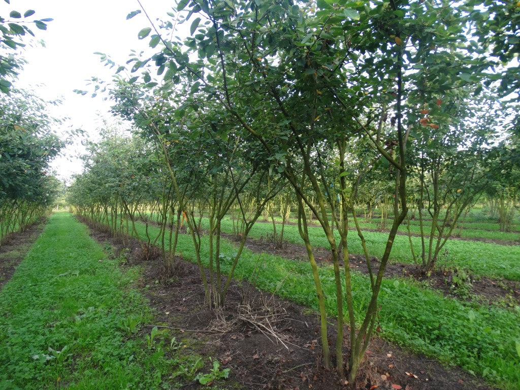 Amelanchier lamarckii - Krentenboom | Meerstammig