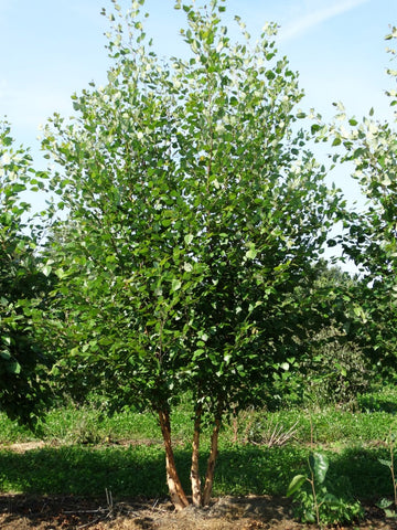 Meerstamige Betula nigra met vaasvormige kroon