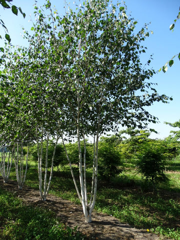 Betula utilis var. jacquemontii - Witte Himalaya berk | Meerstammig (opgeknipt)
