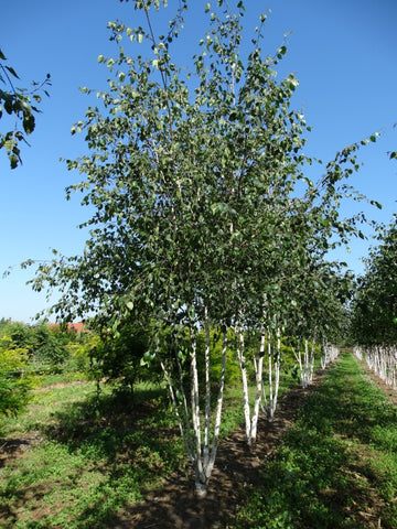 Betula utilis var. jacquemontii - Witte Himalaya berk | Meerstammig (opgeknipt)