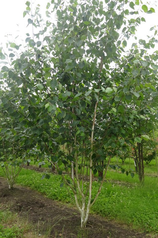 Betula utilis var. jacquemontii - Witte Himalaya berk | Meerstammig (opgeknipt)