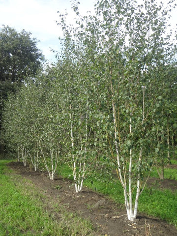 Betula utilis var. jacquemontii - Witte Himalaya berk | Meerstammig (opgeknipt)