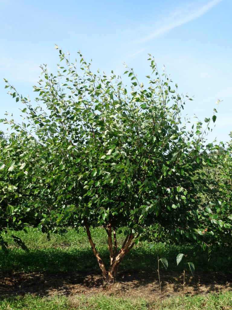 Betula nigra - Zwarte berk | Meerstammig (opgeknipt)
