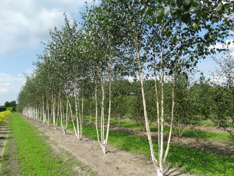Betula utilis var. jacquemontii - Witte Himalaya berk | Meerstammig (opgeknipt)