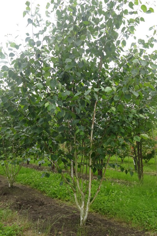 Betula utilis var. jacquemontii - Witte Himalaya berk | Meerstammig (opgeknipt)