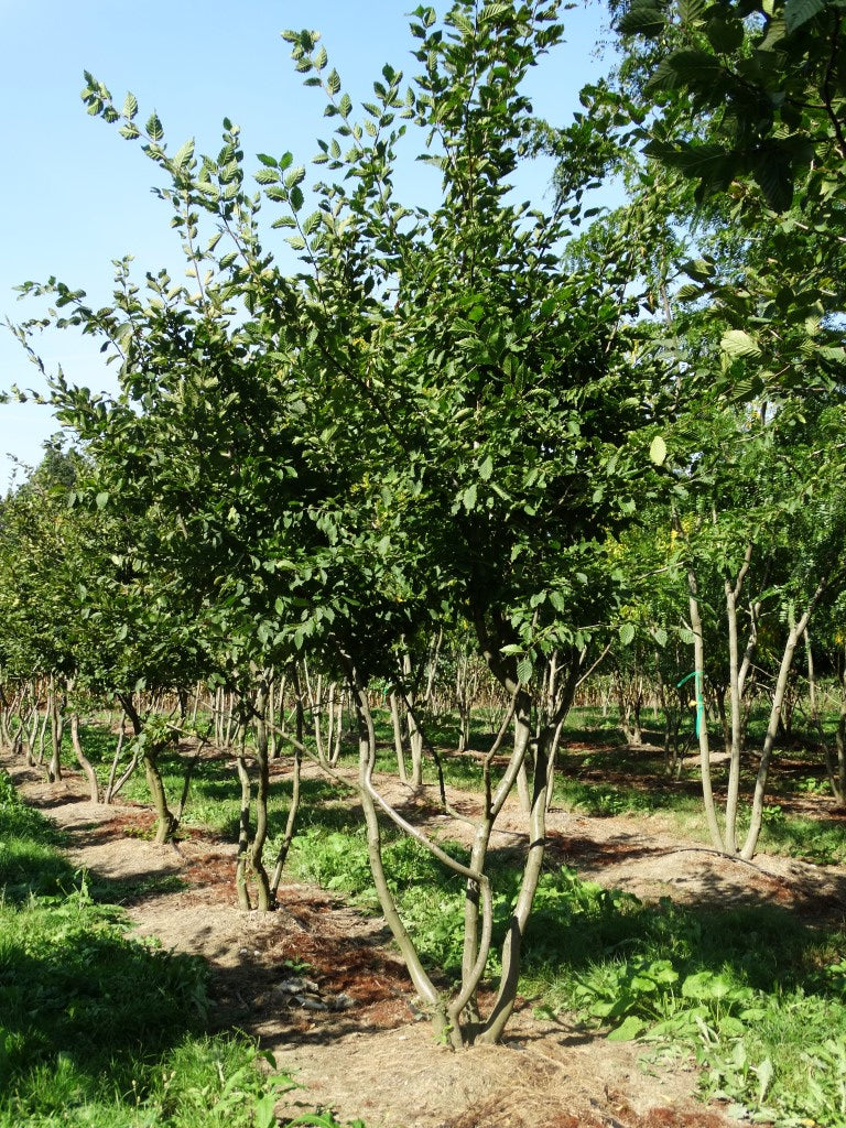 Carpinus betulus - Haagbeuk | Meerstammig (opgeknipt)