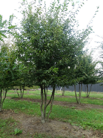 Carpinus betulus - Haagbeuk | Meerstammig (opgeknipt)