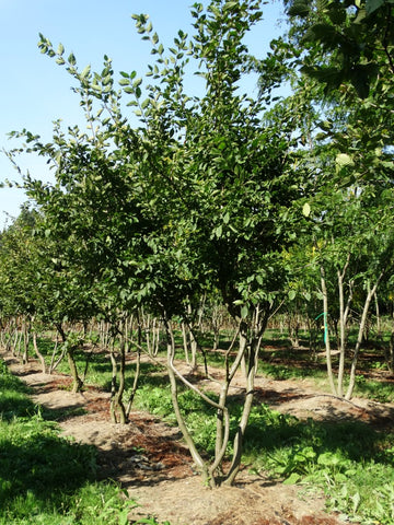 Meerstammige Haagbeuk - Carpinus betulus (opgeknipt)