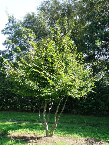 Carpinus betulus - Haagbeuk | Meerstammig (opgeknipt)