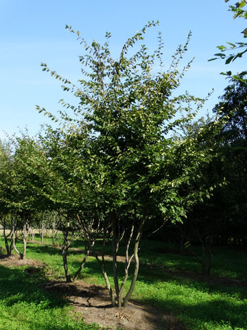 Carpinus betulus - Haagbeuk | Meerstammig (opgeknipt)