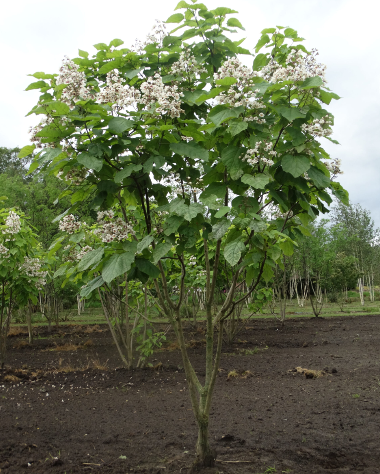 Catalpa bignonioides - Trompetboom | Meerstammig (opgeknipt)