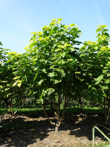 Catalpa bignonioides ‘Aurea’ - Gele trompetboom | Meerstammig (opgeknipt)