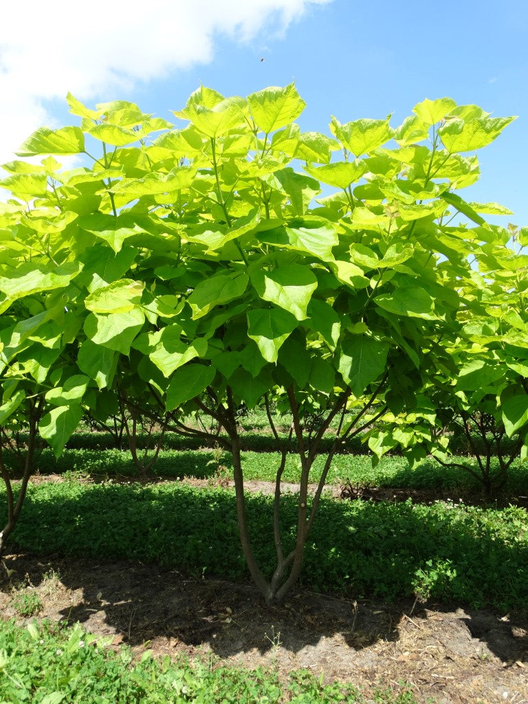 Catalpa bignonioides ‘Aurea’ - Gele trompetboom | Meerstammig (opgeknipt)