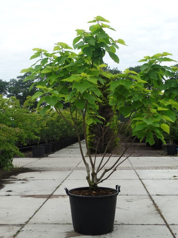 Catalpa bignonioides ‘Aurea’ - Gele trompetboom | Meerstammig (opgeknipt)