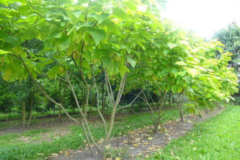 Catalpa bignonioides ‘Aurea’ - Gele trompetboom | Meerstammig (opgeknipt)