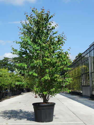 Meerstammige Cercidiphyllum japonicum met vaasvormige kroon