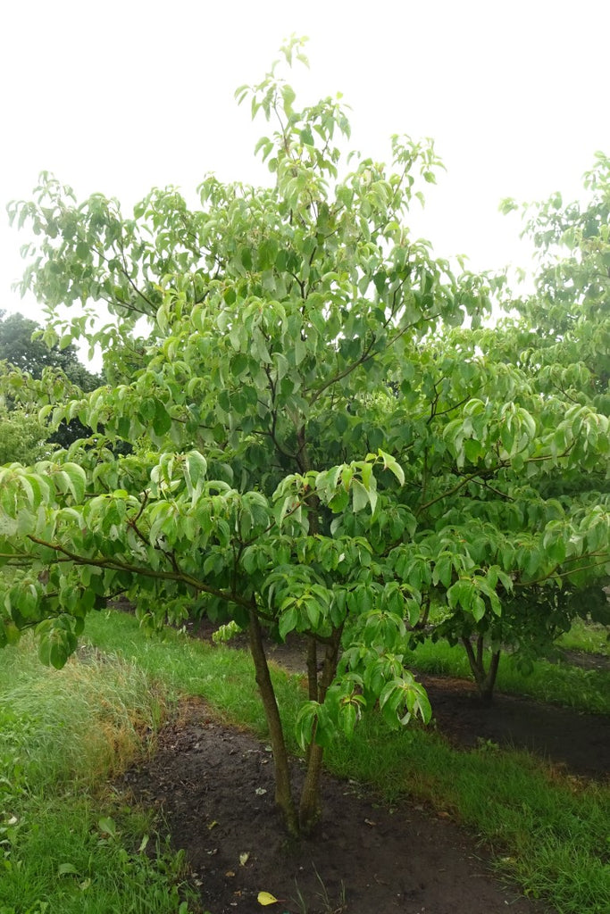 Meerstammige Cornus controversa met vaasvormige kroon