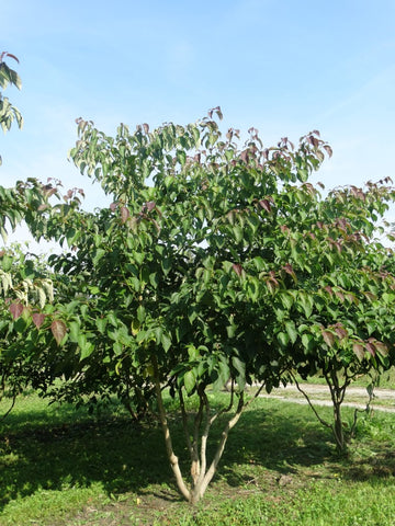 Meerstammige Cornus controversa met vaasvormige kroon