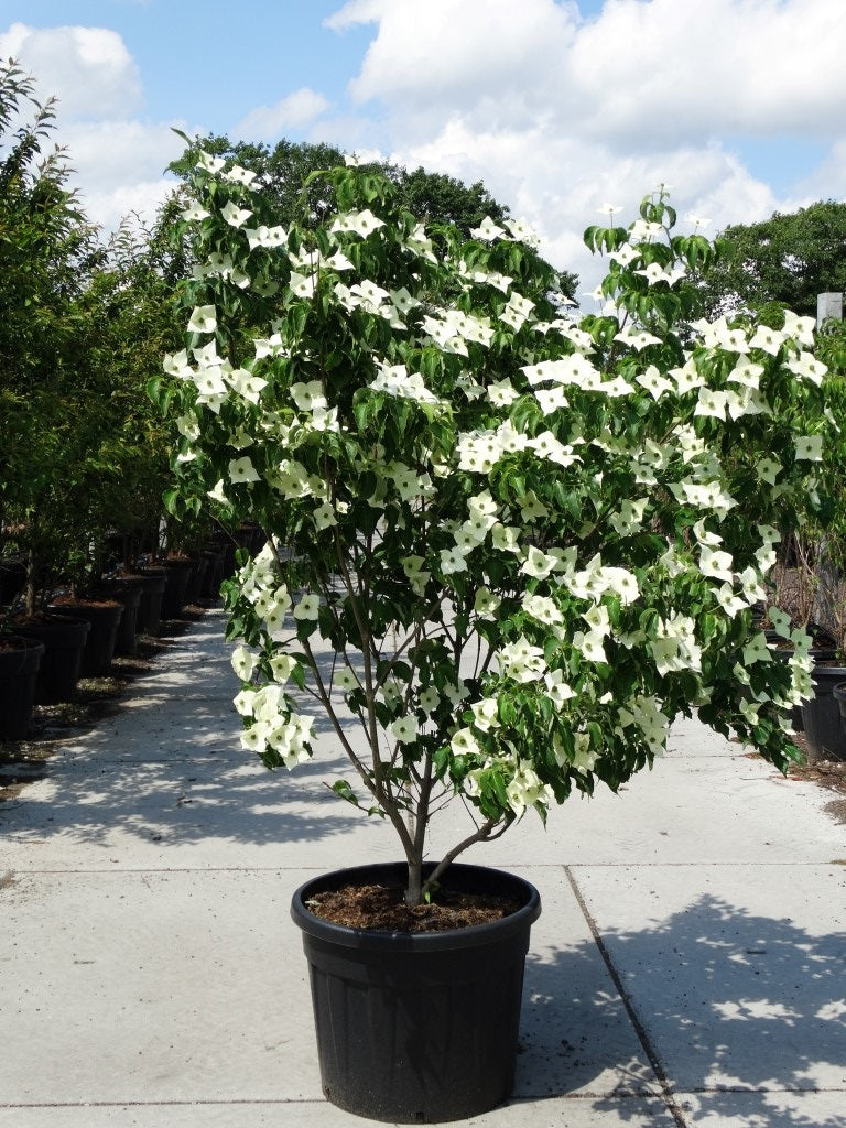 Meerstammige Cornus kousa ‘Milky Way’ met vaasvormige kroon 