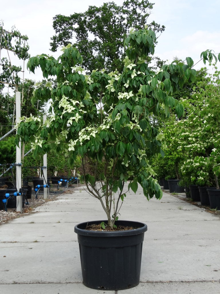 Meerstammige Cornus kousa ‘China Girl’ met vaasvormige kroon