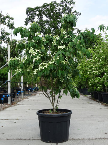Meerstammige Cornus kousa ‘China Girl’ met vaasvormige kroon