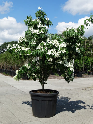 Meerstammige Cornus kousa ‘China Girl’ met vaasvormige kroon
