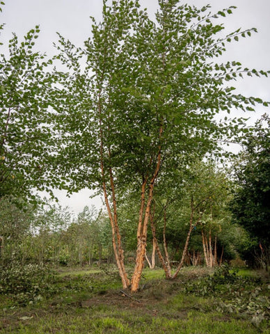 Betula nigra - Zwarte berk | Meerstammig (opgeknipt)