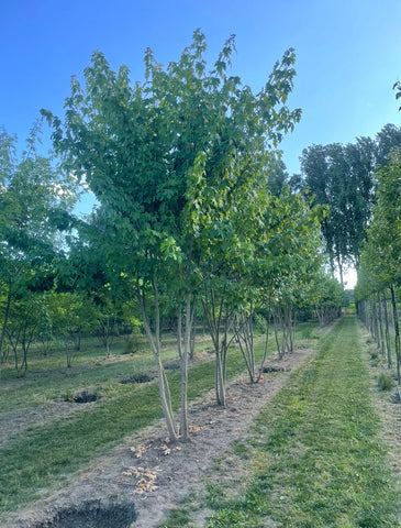 Acer saccharinum - Zilveresdoorn | Meerstammig (opgeknipt)