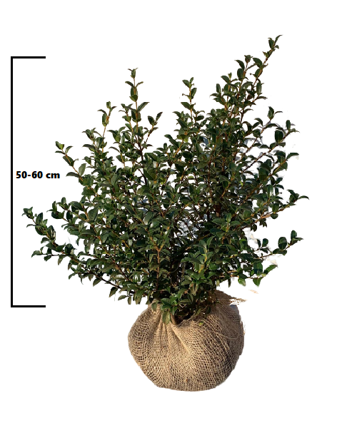 Osmanthus Burkwoodii schijnhulst plant van 50 tot 60 cm hoog in pot