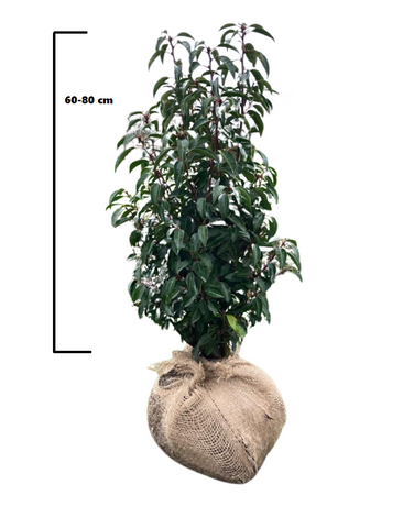 Glanzend blad van Prunus lusitanica Angustifolia – Portugese laurier haag