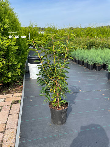Prunus lusitanica Angustifolia kopen voor een zonnige plek in de tuin