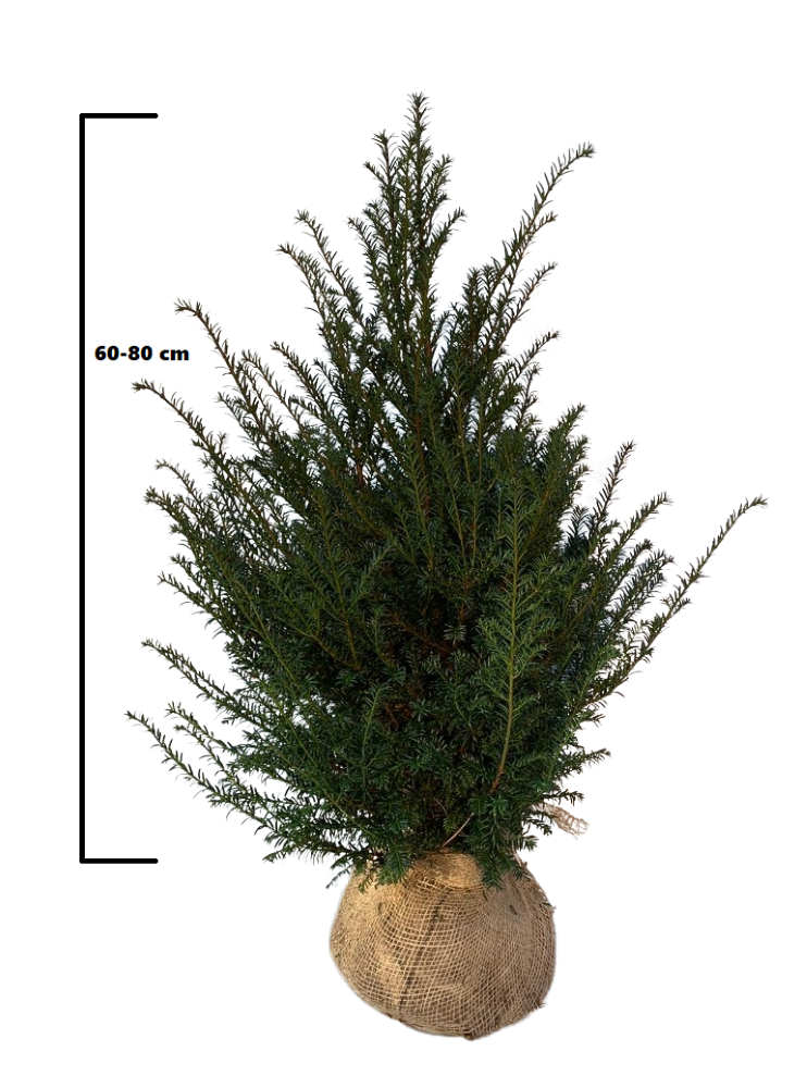 Taxus kopen