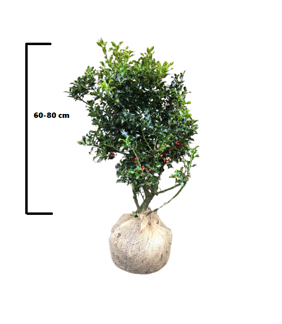 Hulst Alaska maat 60-80 cm (Ilex aquifolium 'Alaska')