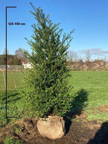 Japanse Hulst Convexa (Ilex crenata 'Convexa')