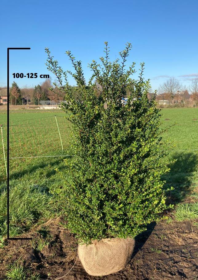 Japanse Hulst Convexa (Ilex crenata 'Convexa')