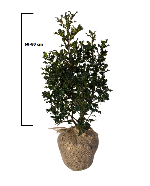 Gewone hulst (Ilex aquifolium)
