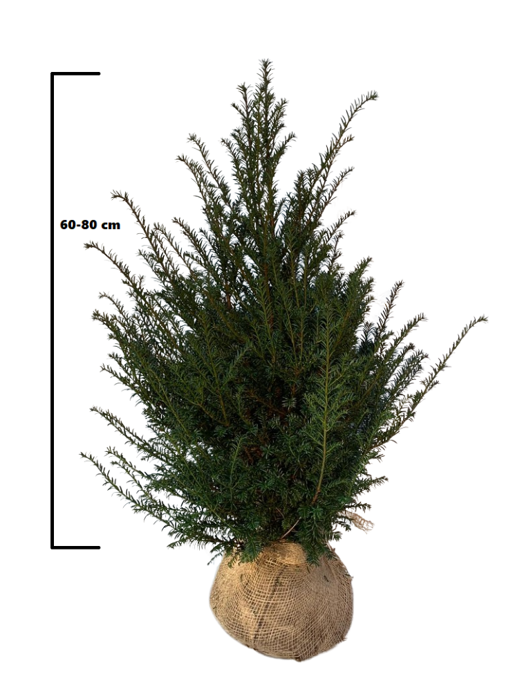 Taxus Baccata