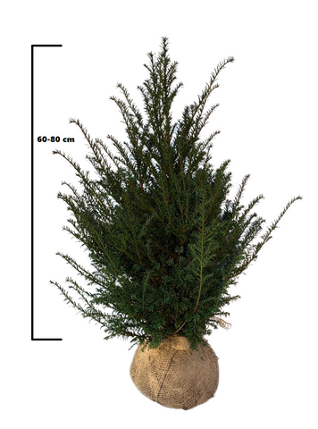 Taxus Baccata