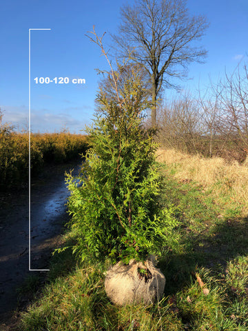 Conifeer 'Brabant' (Thuja occidentalis 'Brabant')