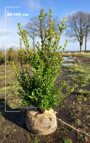 Japanse hulst Kanehirae (Ilex Maximowicziana Kanehirae)