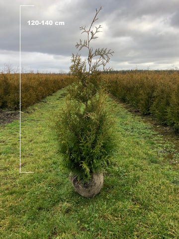 Conifeer 'Brabant' (Thuja occidentalis 'Brabant')